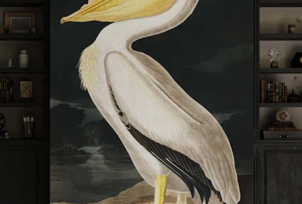 American White Pelican