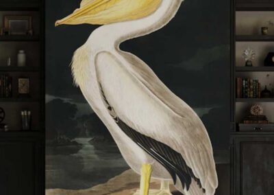 American White Pelican