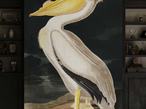 American White Pelican